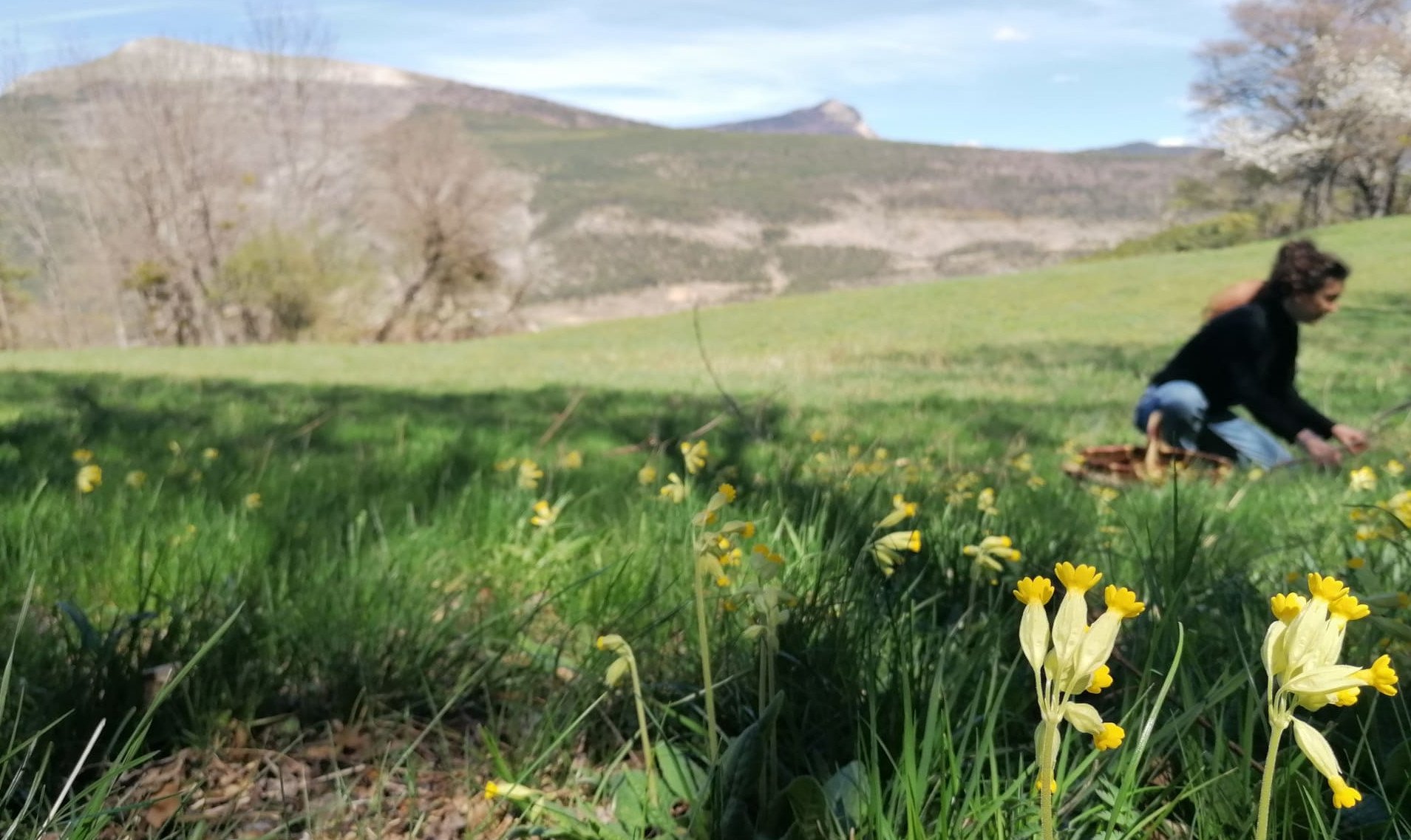 Cueillette de coucous